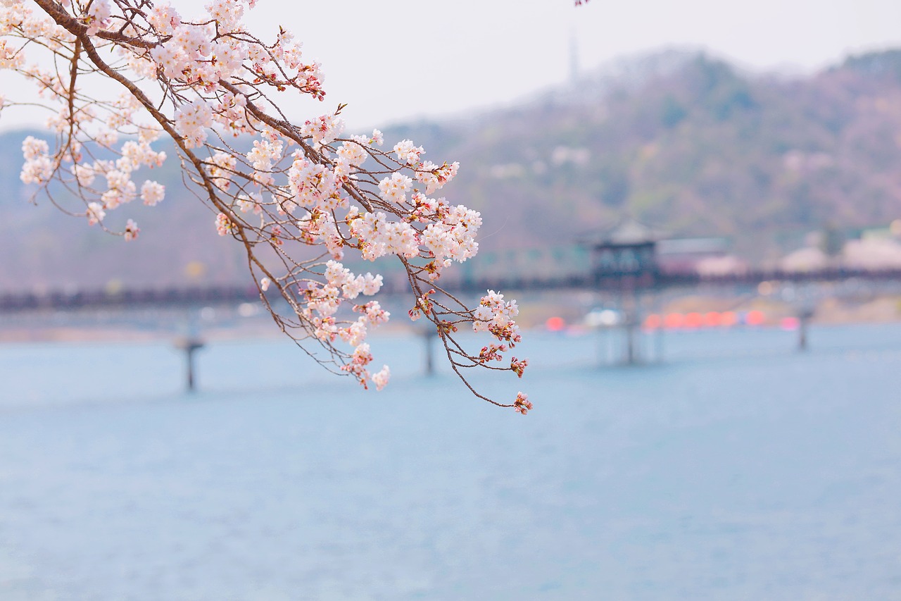 도안동 한우