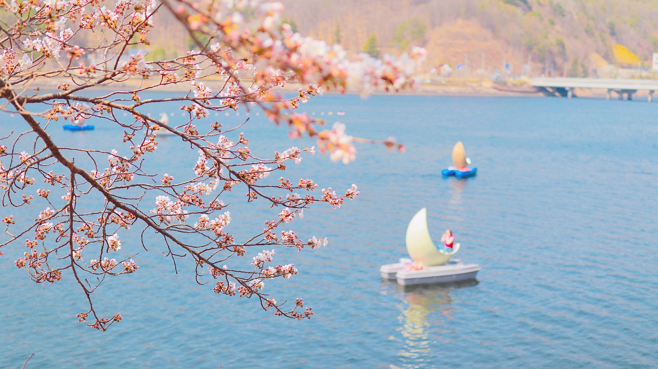 도안동 한우