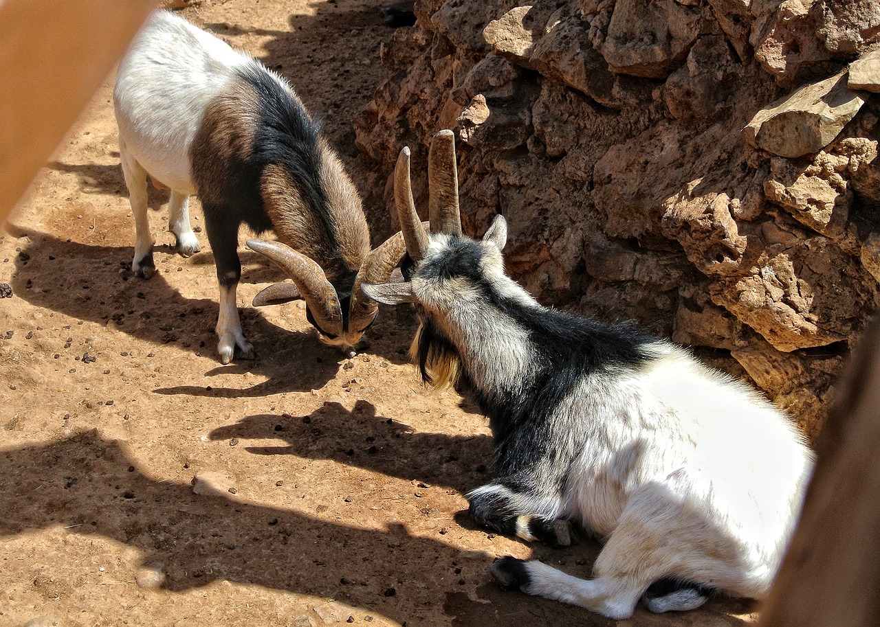 산양산삼주